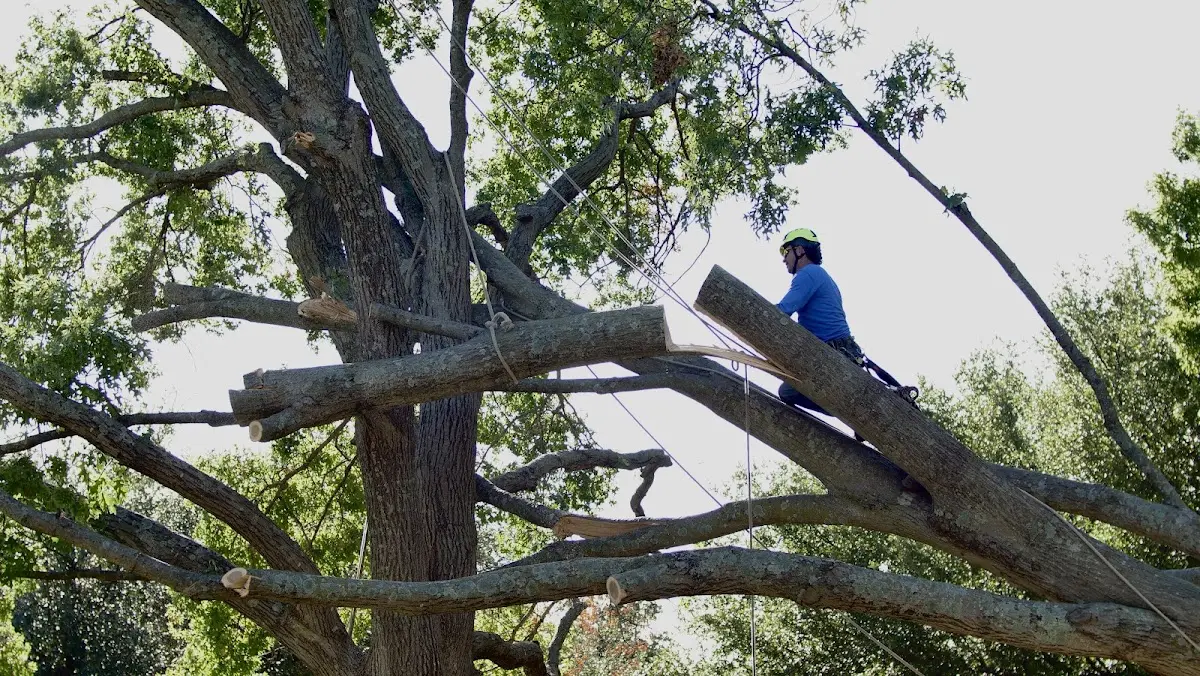 Professional Crown Thinning performed by certified arborists in Danville