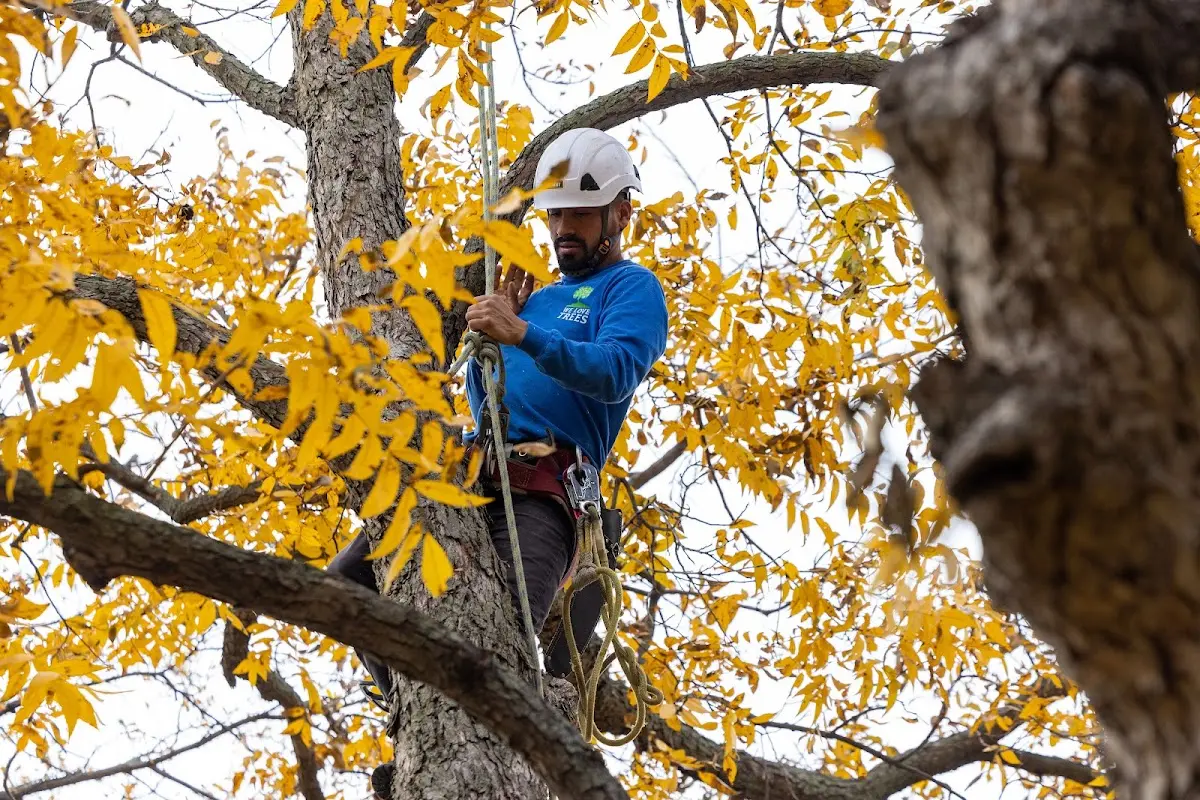 Skilled Tree Trimming crew working in Danville